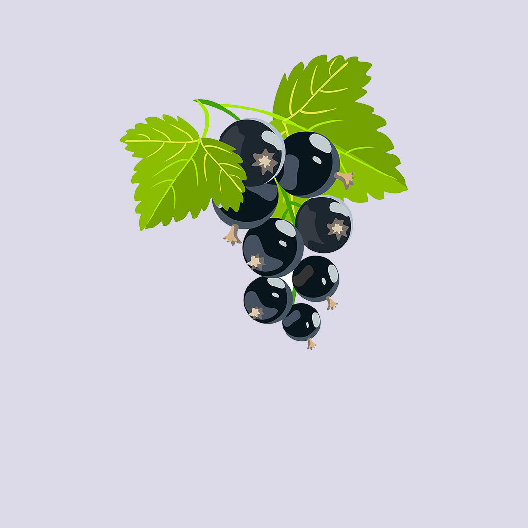 CURRANT